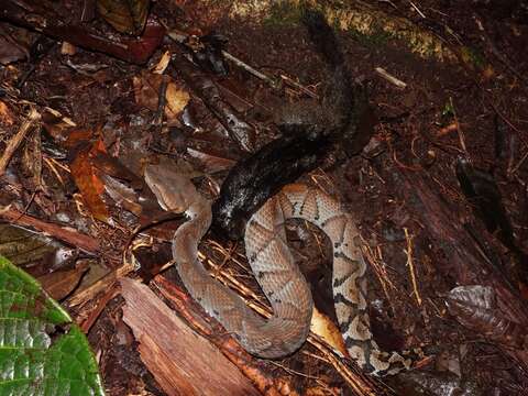 صورة Bothrocophias microphthalmus (Cope 1875)