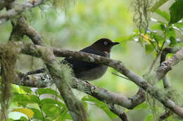 Image of White-eyed Thrush