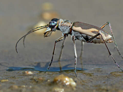 Image of Eunota praetextata praetextata (Le Conte 1854)