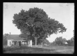 Image of Darlington Oak