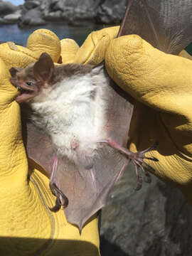 Image of Fish-eating Bat