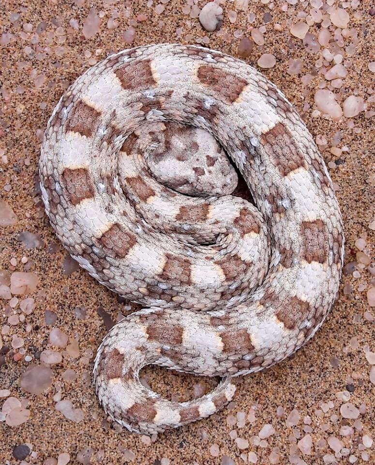 Image of Horned Adder