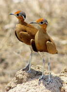 Image of Burchell's Courser