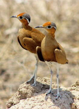 Image of Burchell's Courser