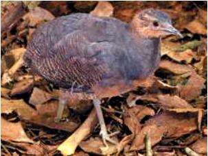 Image of Yellow-legged Tinamou