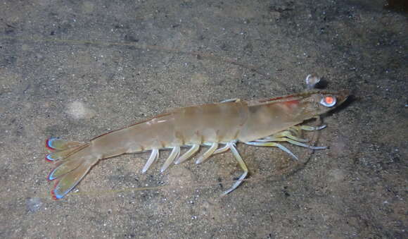 Image of eastern king prawn