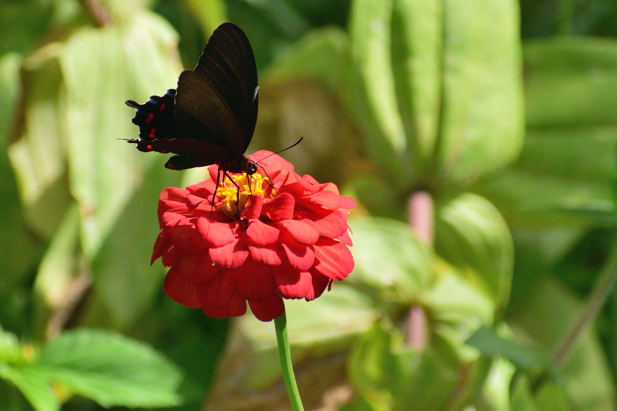 Слика од Parides montezuma (Westwood 1842)