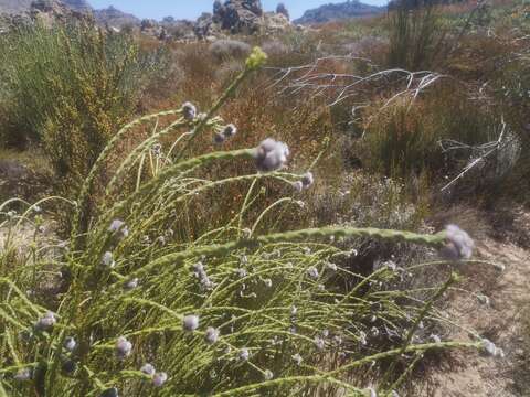 Image of Leucadendron dubium H. Buek ex Meissn.