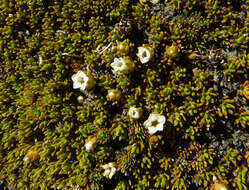 Image de Dracophyllum muscoides Hook. fil.