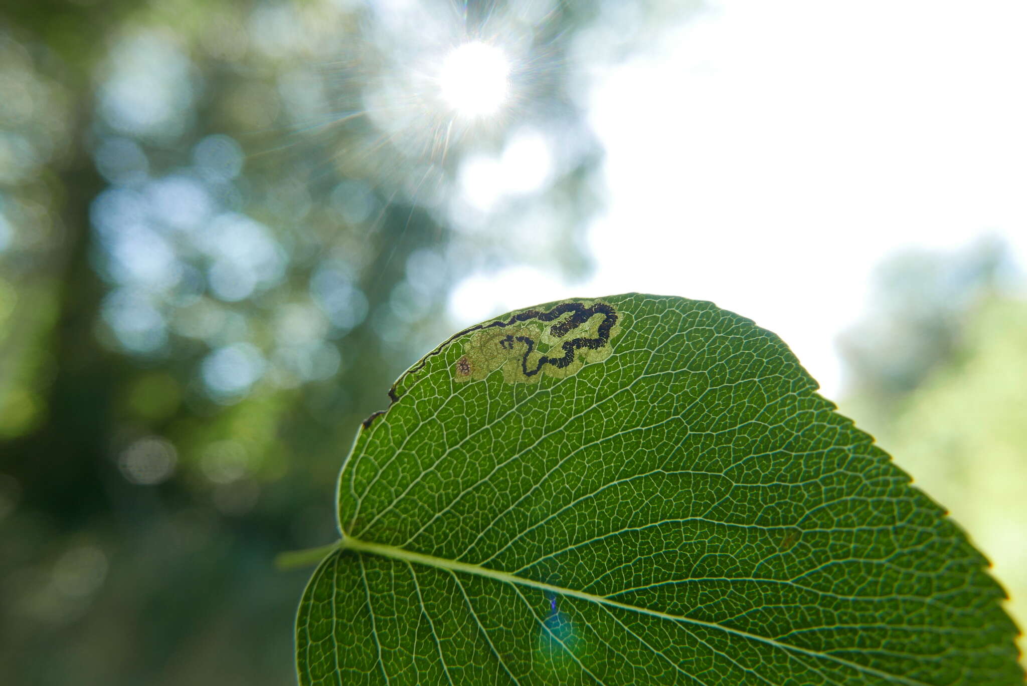 صورة Stigmella oxyacanthella (Stainton 1854) Beirne 1945