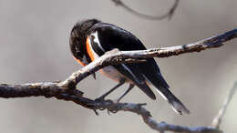 Image of Red-capped Robin