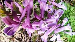 Image of Corydalis solida subsp. incisa Lidén