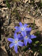 Image de Scilla luciliae (Boiss.) Speta