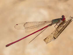 Image of Oxyagrion impunctatum Calvert 1909