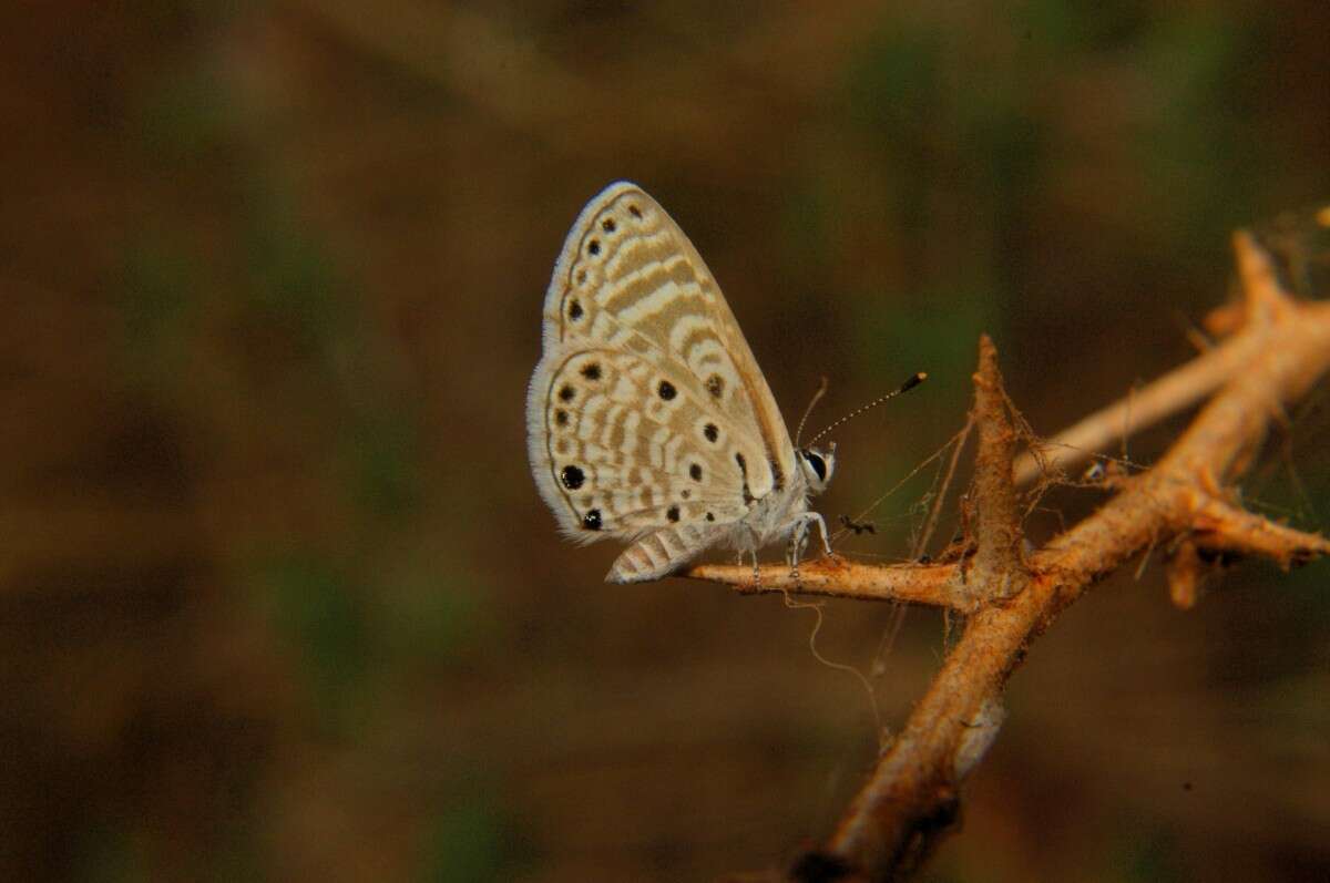 Image of African babul blue