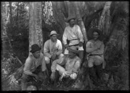 Image of Port Jackson fig