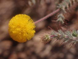 Слика од Acacia lycopodiifolia A. Cunn. ex Hook.