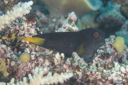 Image of Brown coral blenny