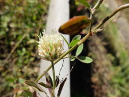 Image of Egyptian clover