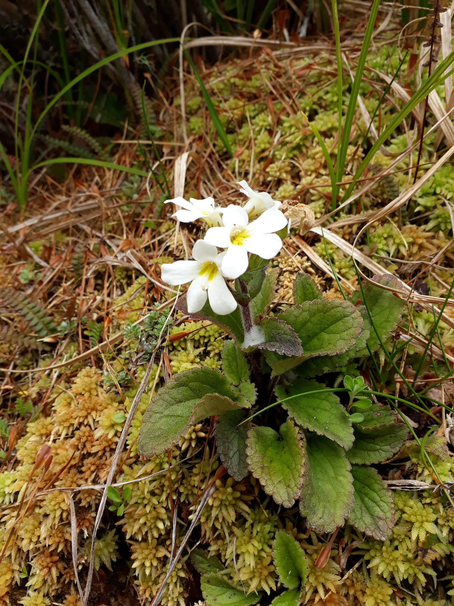 Imagem de Ourisia macrophylla subsp. lactea (L. B. Moore) Meudt