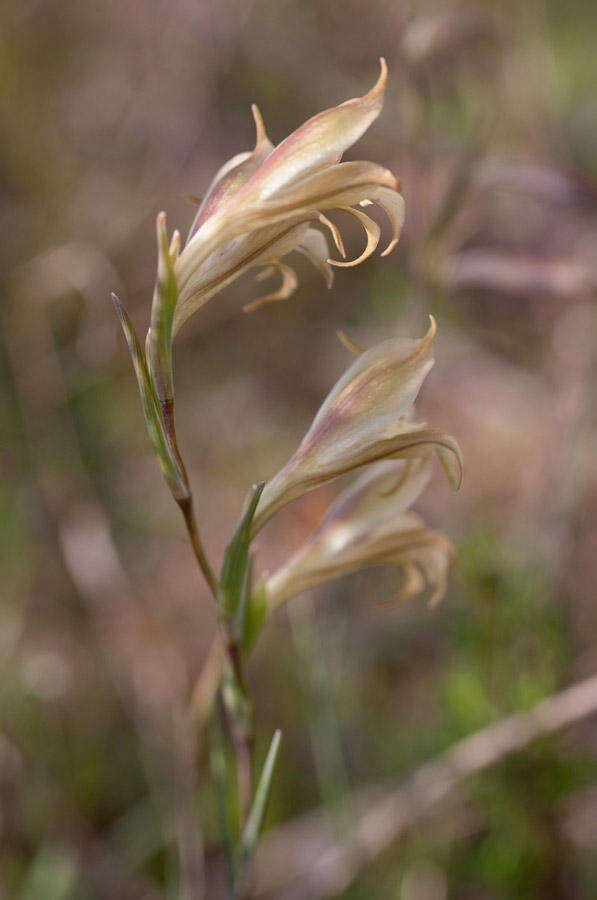 Imagem de Gladiolus recurvus L.