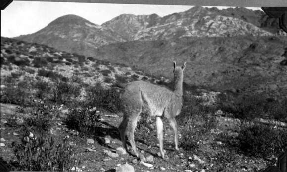 Image of Guanaco