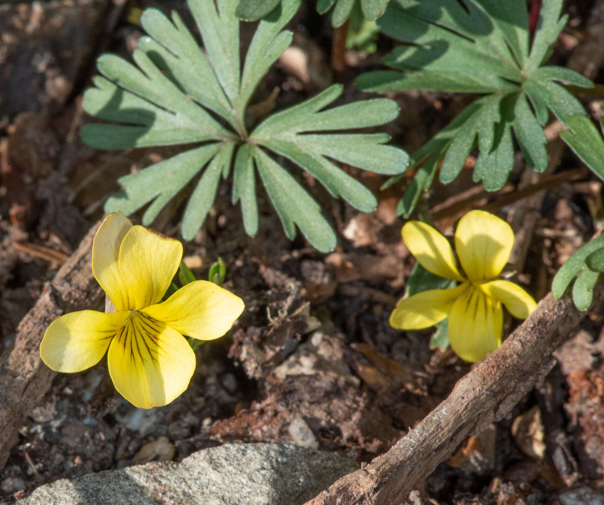 Image de Viola sheltonii Torr.