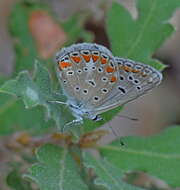 Image of Polyommatus thersites (Cantener 1835)