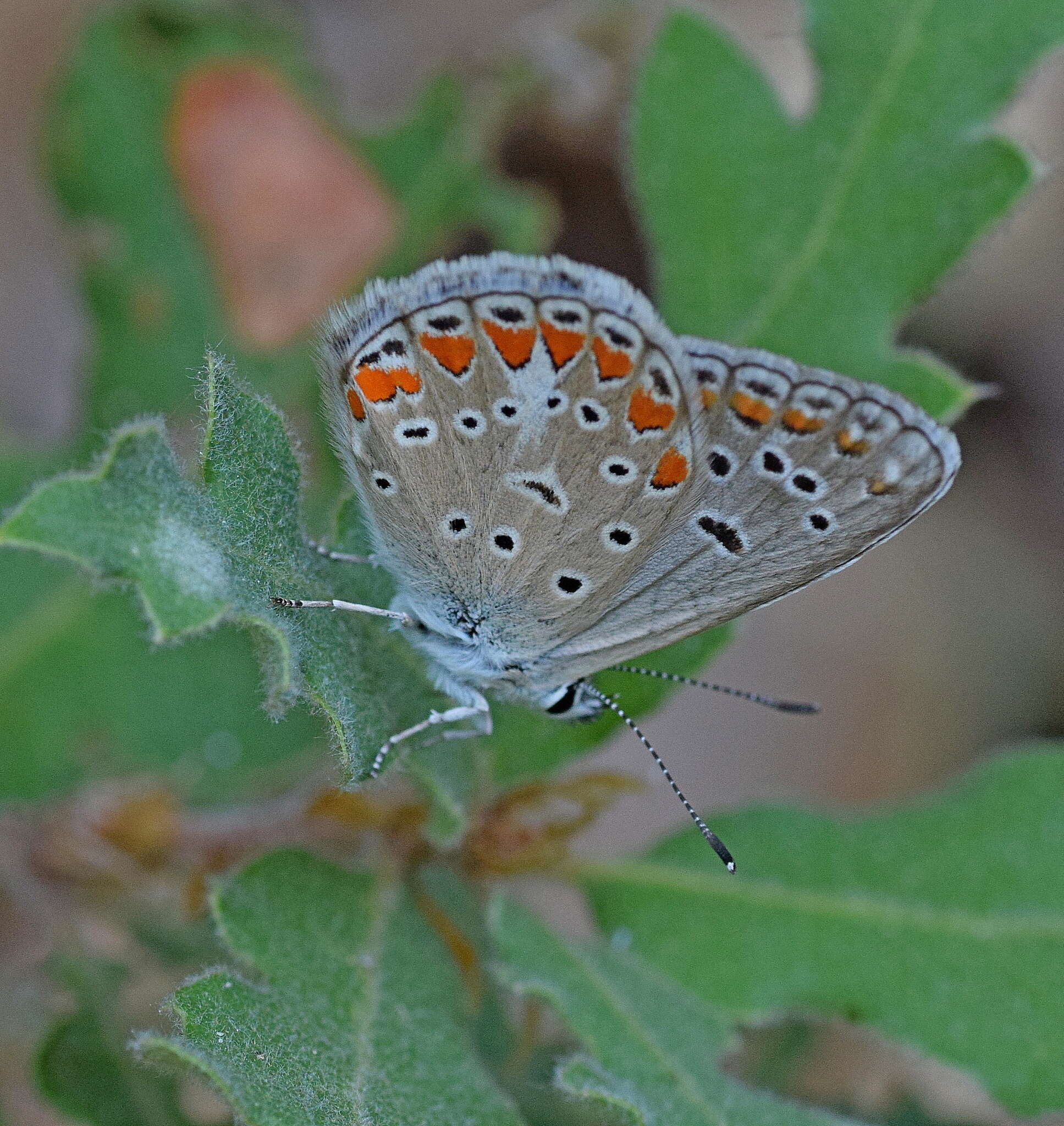 Image of Polyommatus thersites (Cantener 1835)