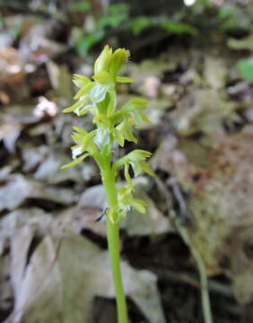 Image of Yellow coralroot