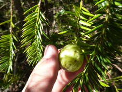 Image of California Nutmeg