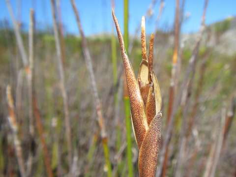 Nevillea obtusissimus (Steud.) H. P. Linder的圖片