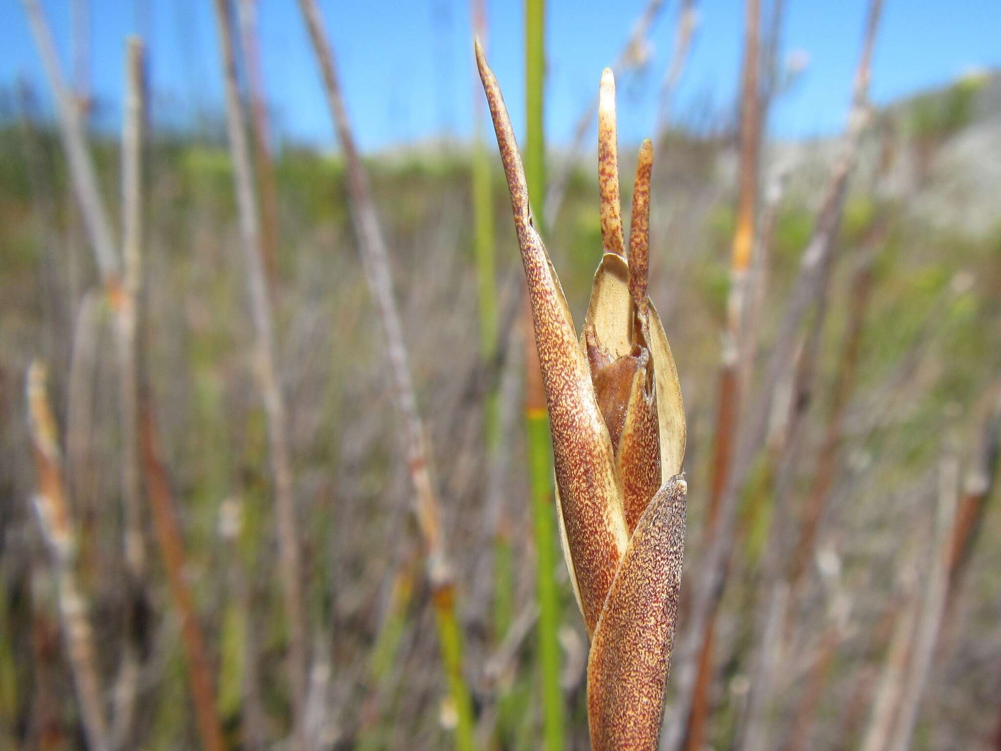 Nevillea obtusissimus (Steud.) H. P. Linder的圖片