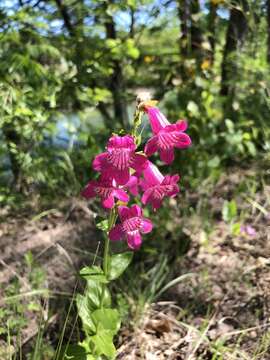 Image of Heller's beardtongue