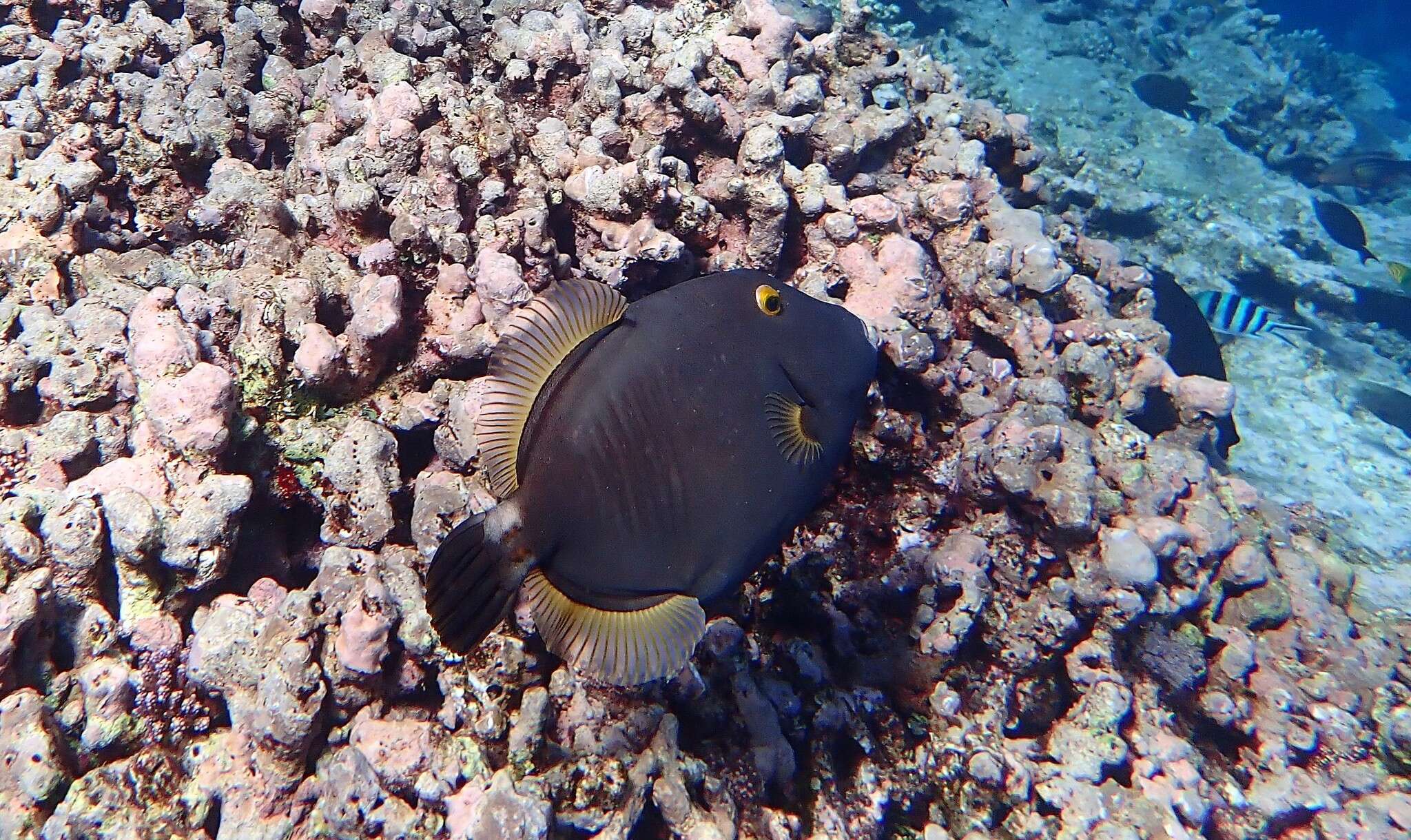 Image of Barred Filefish