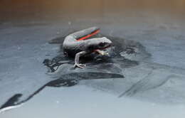 Image of Oriental Fire-bellied Newt