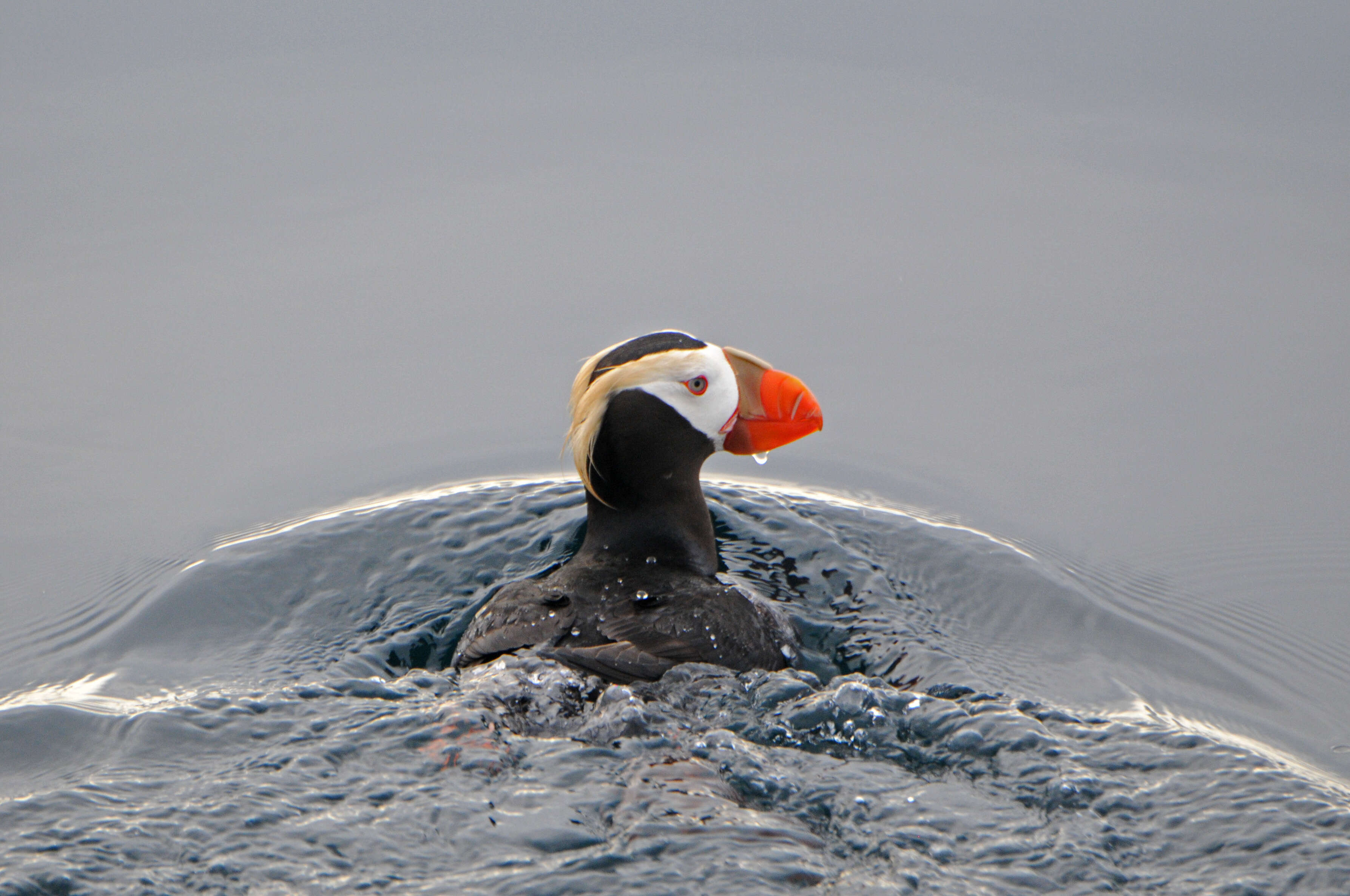 Image of Tufted Puffin