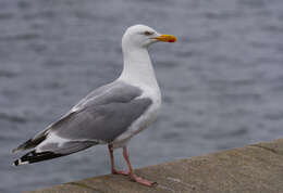 Image of European Herring Gull