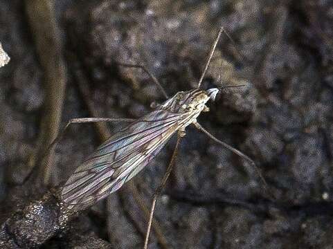 Sivun Symplecta (Psiloconopa) stictica (Meigen 1818) kuva