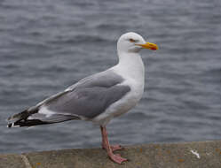 Image of European Herring Gull