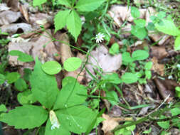 Image of common starwort