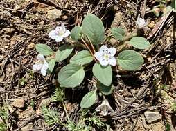 Howellanthus dalesianus (J. T. Howell) Walden & R. Patt. resmi