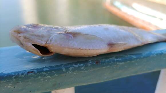 Image of Japanese gizzard shad