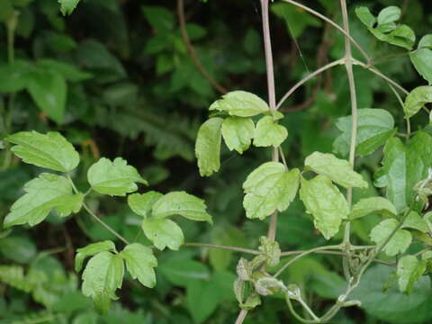 Imagem de Clematis grata Wall.