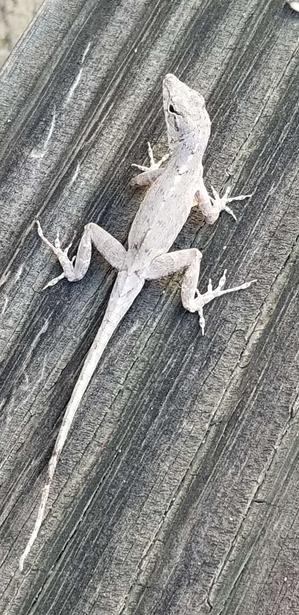 Image of Sagua de Tanamo  Anole