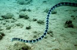 Image of Ornate Reef Sea Snake