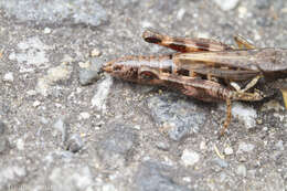 Melanoplus fasciatus (Walker & F. 1870) resmi