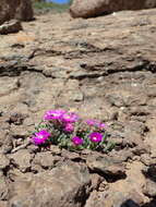 صورة Delosperma basuticum L. Bol.