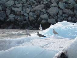 Image of Iceland Gull