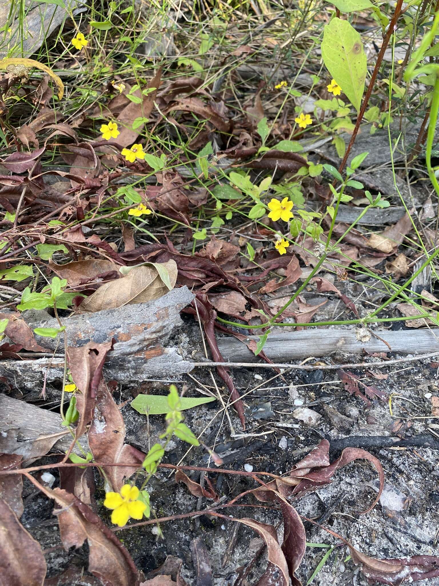 Image of Goodenia heterophylla subsp. eglandulosa R. Carolin